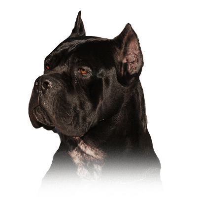 Cane Corso