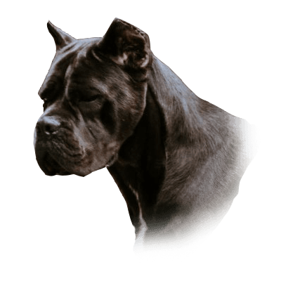 Cane Corso puppies